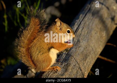 Ein wildes rotes Eichhörnchen 'Tamiasciurus hudsonicus; sitzend auf einem toten Baum, der eine rote wilde Beere im ländlichen Alberta Kanada frisst. Stockfoto