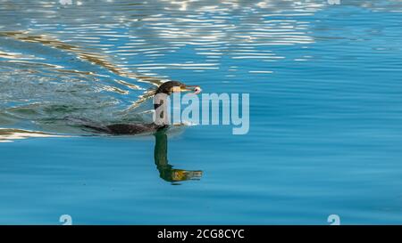 Toller cormoran, der einen Fisch im Meer isst Stockfoto