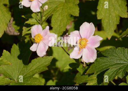 Rosa Anemone hupehensis japonica Blumen als Herbst Hintergrund Stockfoto