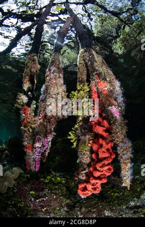 Eine Vielzahl gesunder Korallen und Fische gedeihen am Rande eines blauen Wasser-Mangrovenwaldes in Raja Ampat, Indonesien. Dieses Gebiet birgt eine hohe Artenvielfalt. Stockfoto