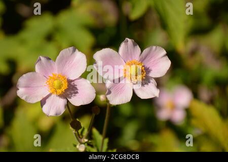 Nahaufnahme von dunkelroten Blüten in der Spätsommersonne Stockfoto