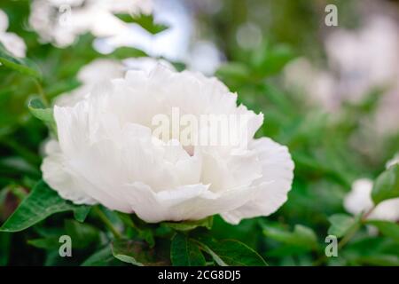 Schöne blühende weiße Pfingstrose Blume auf Busch im Garten im Frühjahr. Eine schöne BaumPfingstrose während der Blüte. Gartenarbeit blüht Paeonia Stockfoto