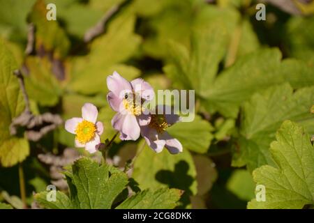 Anemone hupehensis rosa blüht in der septembersonne mit trinkender Biene Stockfoto