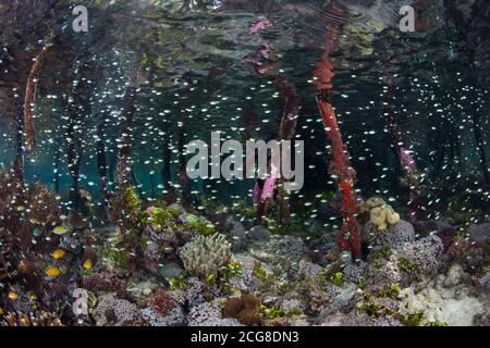 Eine Vielzahl gesunder Korallen und Fische gedeihen am Rande eines blauen Wasser-Mangrovenwaldes in Raja Ampat, Indonesien. Dieses Gebiet birgt eine hohe Artenvielfalt. Stockfoto