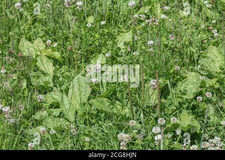 Blätter von Großerlantain / Plantago Major neben blühenden Weißklee / Trifoilum repens. Kochbanane Pflanze wurde einmal in der Kräutermedizin verwendet. Stockfoto