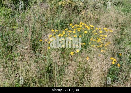 Fleck von hellgelb-blühenden gemeinen Ackerkraut Ringelblume / Glebionis segetum = Chrysanthemum segetum in einem Feld. Einmal verwendet, um gelbe Farbe zu machen. Stockfoto