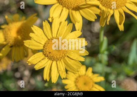 Nahaufnahme von leuchtend gelben Blüten des Ackerkrauts Corn Marigold / Glebionis segetum = Chrysanthemum segetum. Einmal verwendet, um gelbe Farbe zu machen. Stockfoto