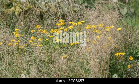 Fleck von hellgelb-blühenden gemeinen Ackerkraut Ringelblume / Glebionis segetum = Chrysanthemum segetum in einem Feld. Einmal verwendet, um gelbe Farbe zu machen. Stockfoto