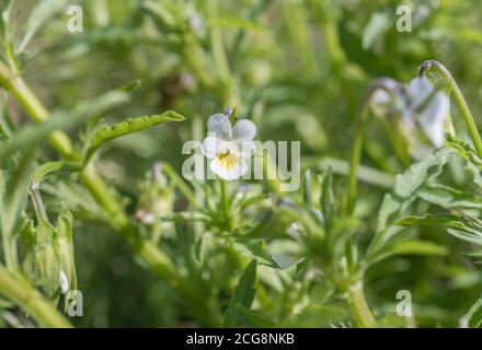 Nahaufnahme der blassen cremefarbenen Blüten der Wilden Stiefmütterchen, Feldschweine / Viola arvensis, die auf einem Ackerfeld wachsen. Pflanze hatte keine wirklichen Verwendungen. Stockfoto