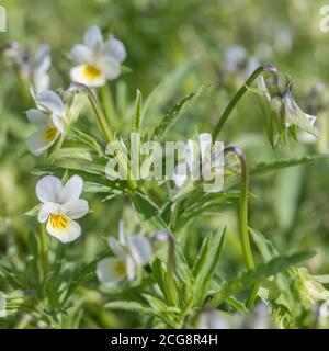 Nahaufnahme der blassen cremefarbenen Blüten der Wilden Stiefmütterchen, Feldschweine / Viola arvensis, die auf einem Ackerfeld wachsen. Pflanze hatte keine wirklichen Verwendungen. Stockfoto