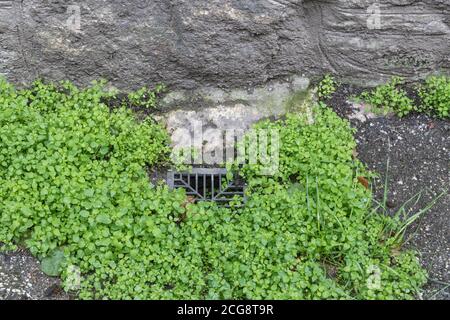 Nahaufnahme von Chickweed / Stellaria Medien, die an der Gartenrinne wachsen. Common UK Weed einmal als Heilpflanze für pflanzliche Heilmittel verwendet. Auch essbar. Stockfoto