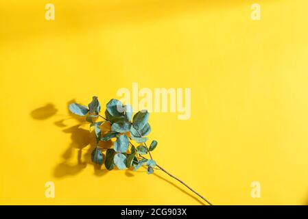 Getrocknete Eucalyptus polyanthemos Zweig und Blätter vor gelbem Hintergrund. Getrocknete Pflanze Zweig, um Blumensträuße zu schmücken Stockfoto