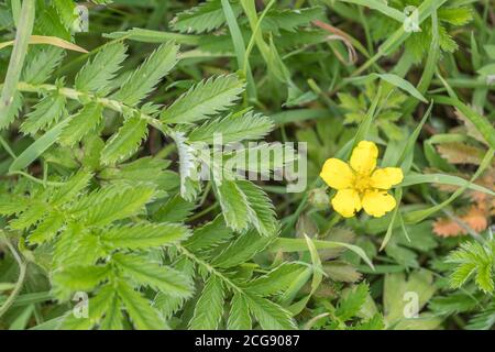 Blätter und gelbe Blume des gemeinsamen UK landwirtschaftlichen Grass Silberweed / Potentilla anserina. Wurde in der Vergangenheit als adstringierend in pflanzlichen Heilmitteln verwendet Stockfoto
