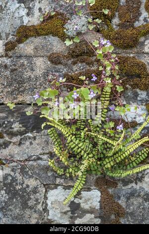 Efeu-leaved Toadflax / Cymbalaria muralis wächst in einer moosigen Steinwand mit Maidenhair Spleenwort / Asplenium trichomanes Farn. Stockfoto