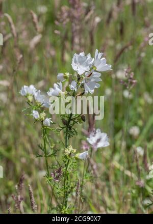 Weiße Blütenform von Moschusmalve / Malva moschata. Wahrscheinlich Variante M. moschata alba eher als wahre M. Ehemalige Heilpflanze für Kräuter Kuren verwendet Stockfoto