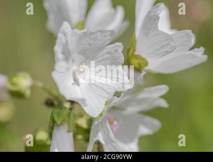 Weiße Blütenform von Moschusmalve / Malva moschata. Wahrscheinlich Variante M. moschata alba eher als wahre M. Ehemalige Heilpflanze für Kräuter Kuren verwendet Stockfoto