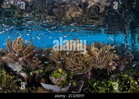 Eine Vielzahl gesunder Korallen und Fische gedeihen am Rande eines blauen Wasser-Mangrovenwaldes in Raja Ampat, Indonesien. Dieses Gebiet birgt eine hohe Artenvielfalt. Stockfoto