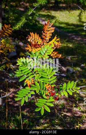 Grüne Blätter und rote Beeren von Eberesche, Bergasche, Zeichen des Herbstes Stockfoto