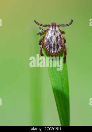 Sieversdorf, Deutschland. September 2020. Eine Zecke (Ixodida) kann auf der Spitze eines Grashalses gesehen werden. Hier wartet der blutsaugende Ektoparasit auf seine Beute. Viele Zeckenarten sind wichtige Krankheitsträger. Quelle: Patrick Pleul/dpa-Zentralbild/ZB/dpa/Alamy Live News Stockfoto