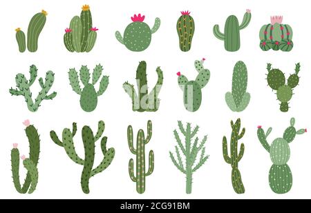 Niedlicher Kaktus. Sukkulenten und Kakteen Blume, grüne stachelige Wüstenhauspflanzen, tropische Heimpflanzen isoliert Vektor-Illustration Icons gesetzt Stock Vektor