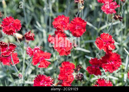 Dianthus caryophyllus, allgemein bekannt als die Nelke oder Nelke rosa, ist eine Art von Dianthus Stockfoto