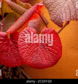 Nahaufnahme der roten Herbstfärbung der Vitis coignetiae Crimson Glory Vine. Stockfoto