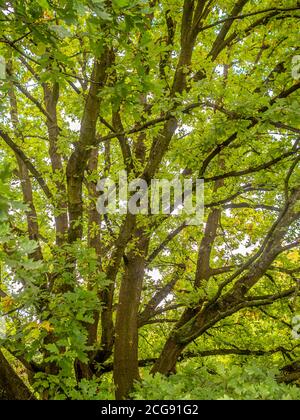 Große Eiche wächst in einem britischen Garten. Stockfoto