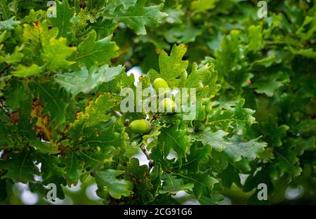 Nahaufnahme von Eicheln auf einem Haferbaum. Stockfoto