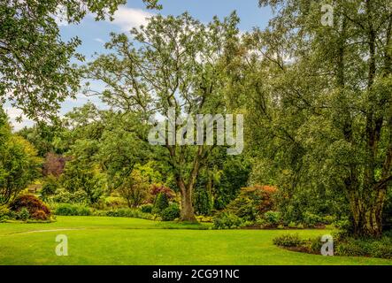 Rasenflächen und Blumenränder in RHS Harlow Carr, Harrogate, North Yorkshire, Großbritannien Stockfoto