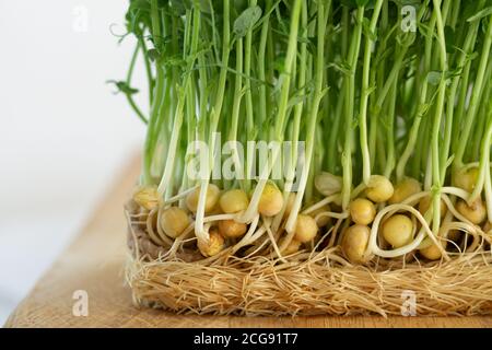 Junge Erbsensprossen, wächst mikrogrün Nahaufnahme Stockfoto