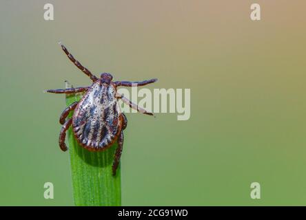 Sieversdorf, Deutschland. September 2020. Eine Zecke (Ixodida) sitzt auf der Spitze eines Grashalses. Hier wartet der blutsaugende Ektoparasit auf seine Beute. Viele Zeckenarten sind wichtige Krankheitsträger. Quelle: Patrick Pleul/dpa-Zentralbild/ZB/dpa/Alamy Live News Stockfoto