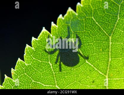 Sieversdorf, Deutschland. September 2020. Im Rücklicht ist der Schatten einer Zecke (Ixodida) auf einem Blatt zu sehen. Hier wartet der blutsaugende Ektoparasit auf seine Beute. Viele Zeckenarten sind wichtige Krankheitsträger. Quelle: Patrick Pleul/dpa-Zentralbild/ZB/dpa/Alamy Live News Stockfoto