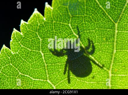 Sieversdorf, Deutschland. September 2020. Im Rücklicht ist der Schatten einer Zecke (Ixodida) auf einem Blatt zu sehen. Hier wartet der blutsaugende Ektoparasit auf seine Beute. Viele Zeckenarten sind wichtige Krankheitsträger. Quelle: Patrick Pleul/dpa-Zentralbild/ZB/dpa/Alamy Live News Stockfoto