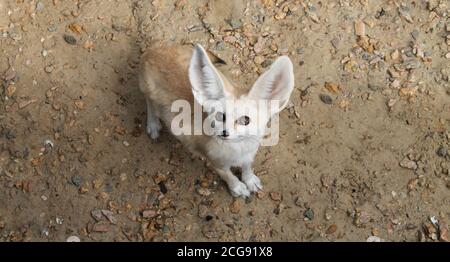 Fennec Fuchs oder Vulpes zerda Wildtier Blick auf die Kamera Draufsicht Stockfoto