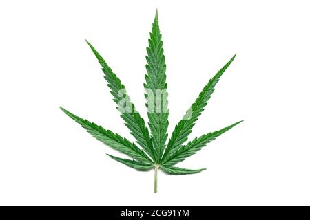 Grünes Hanfblatt isoliert auf weißem Hintergrund. Anbau von medizinischen Marihuana-Pflanze. Marihuana Cannabispflanze. Cannabis Sativa. Unkraut. Stockfoto