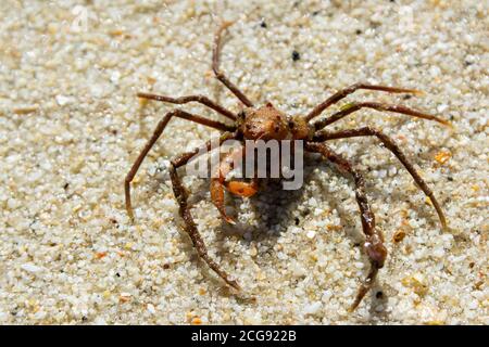 Eine Leach-Spinnenkrabbe (Inachus phalangium) Stockfoto