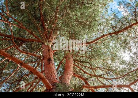 Kiefernansicht von unten in den Himmel. Fichtenbaum Stamm mit trockenen Zweigen am Boden und grünen Nadeln an der Spitze. Getönt Stockfoto