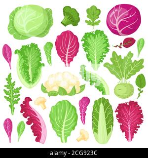 Cartoon-Kohl. Blumenkohl, Grünkohl, Brokkoli und Salatblätter, Bio-vegetarische Ernährung Salat Grüns, Garten Kohl Vektor Illustration Set Stock Vektor