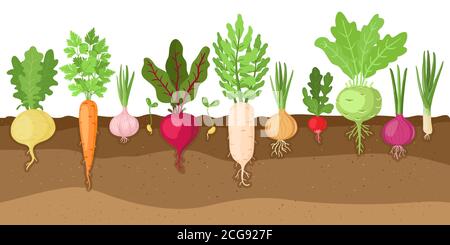 Gepflanzte Gemüse. Cartoon Wurzel wachsenden Gemüse, Gemüse faserigen Wurzelsystem, Boden pflanzlichen Wurzelstruktur Vektor-Illustration gesetzt Stock Vektor