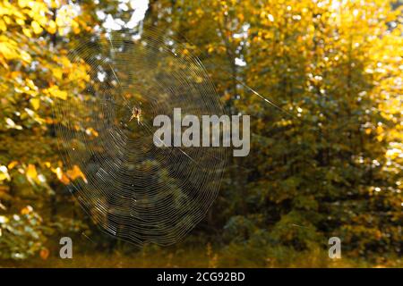 spinnennetz auf einem Hintergrund von verschwommenem Grün. spinnennetz im Wald an einem hellen sonnigen Herbsttag. Die Spinne klettert im Netz Stockfoto