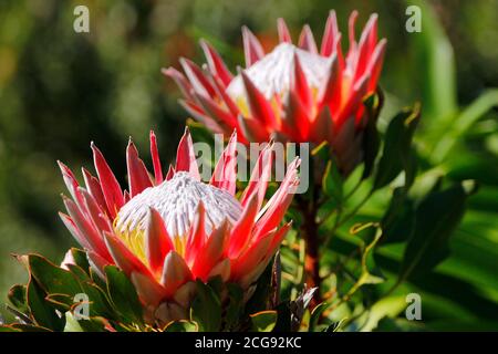 Ein König protea Blume fotografiert im Kirstenbosch National Botanical Garden in Kapstadt. Stockfoto