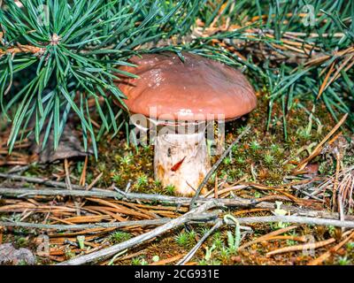 Essbare ölige Pilze in einem Pinienwald. Stockfoto