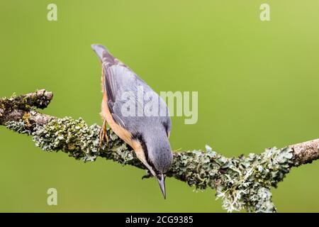 Europäischer Kleiber im Spätsommer Sonnenschein in Mitte Wales Stockfoto