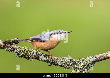 Europäischer Kleiber im Spätsommer Sonnenschein in Mitte Wales Stockfoto