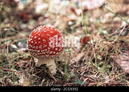 Rote Fliege Agaric Pilz im Wald. Junge rote Pilz der Art amanite muscaria im Profil und aus den trockenen Blättern der Unterholz Stockfoto