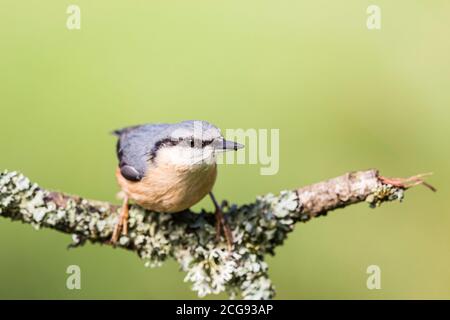 Europäischer Kleiber im Spätsommer Sonnenschein in Mitte Wales Stockfoto