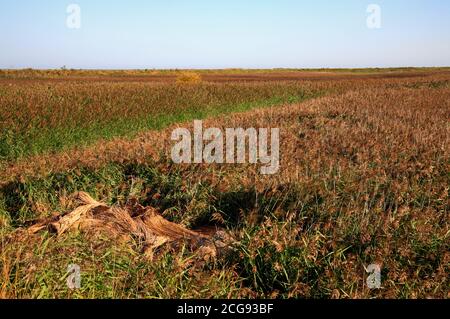 Beds of Common Reed, Phragmites communis, rund um den Fluss Glaven an der Nord-Norfolk-Küste bei Cley neben dem Meer, Norfolk, England, Vereinigtes Königreich. Stockfoto