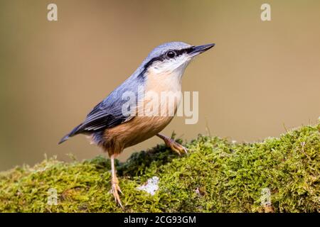 Europäischer Kleiber im Spätsommer Sonnenschein in Mitte Wales Stockfoto