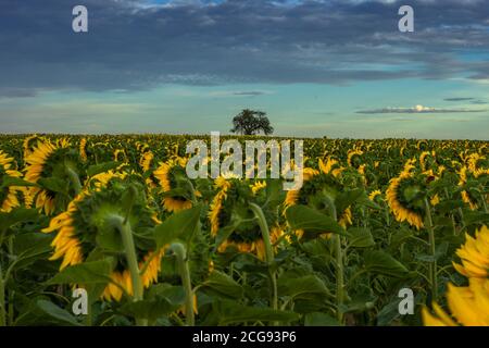 Sonnenblumenfeld Landschaft im Sommer.blühende gelbe Sonnenblumen. Nahaufnahme von Sonnenblumen bei Sonnenuntergang. Ländliche Landschaft wolkig blauen Himmel. Landwirtschaftlicher Szenerie Stockfoto