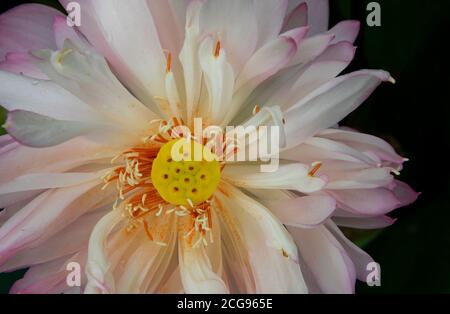 Rosa Blütenblätter von Lotus in einem schönen Muster in einem Grüner Hintergrund Stockfoto